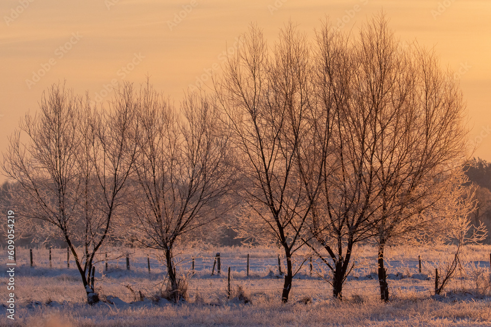 Natura ożywiona z drzewami i niebem w mroźny zimowy dzień - obrazy, fototapety, plakaty 