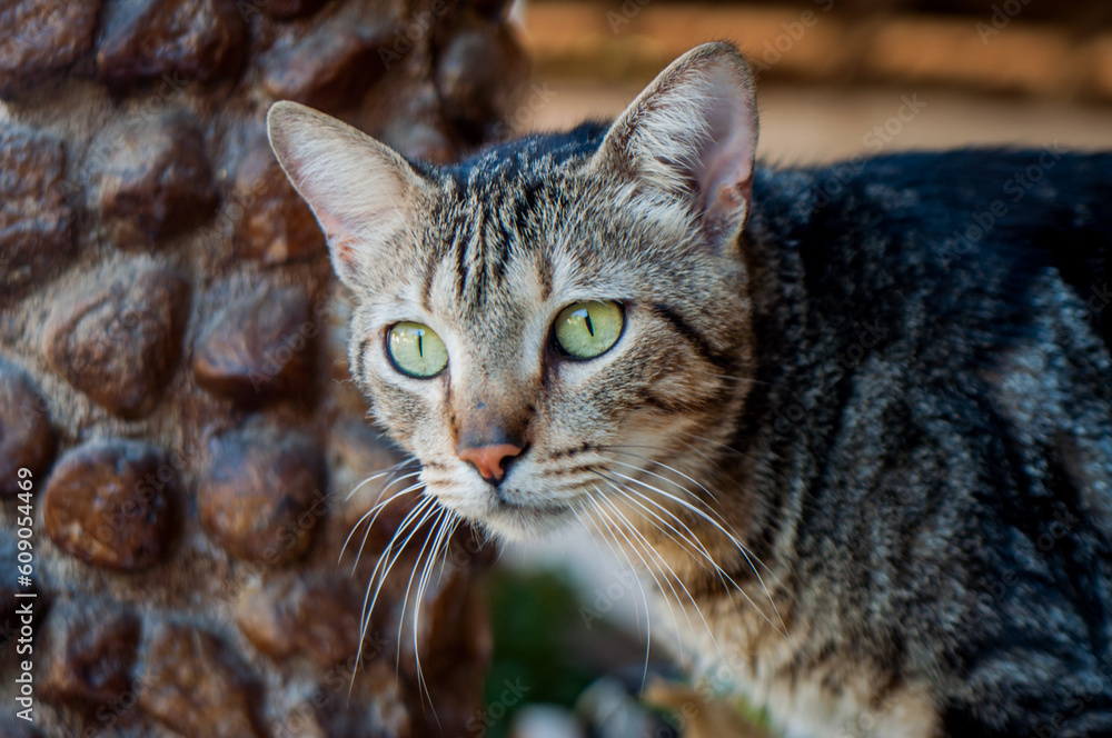 Bengal crossbreed cat portrait. Domestic cat. Bengal crossbreed cat portrait. Domestic cat.