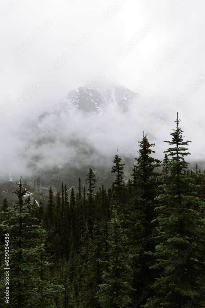 fog in the mountains fog in the mountains