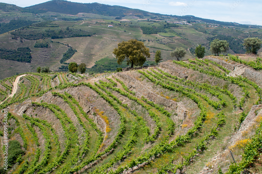 Douro Valley Winery - view of mountains where the grapes grow 