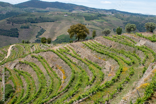 Douro Valley Winery - view of mountains where the grapes grow 
