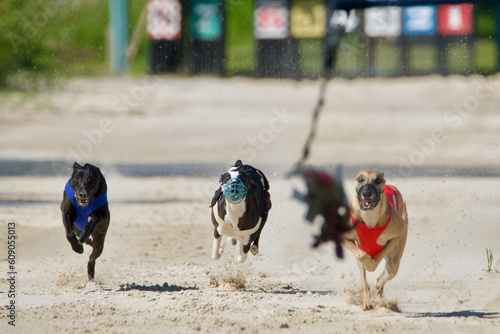 Front view of 3 greyhound racers running at full speed behind an artificial lure on a racetrack and in the background the starting line with 8 colored boxes in Chatillon la Palud, France.
