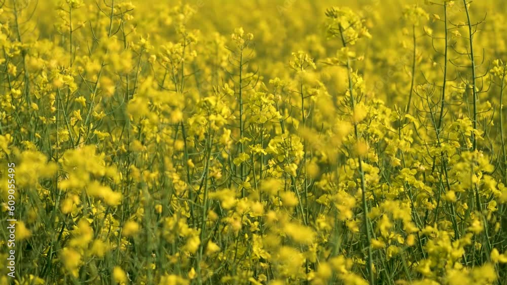 Yellow rapeseed blooming canola field for harvest biofuel and oil close up. Work in agronomic farm for business and production organic food Yellow rapeseed blooming canola field for harvest biofuel and oil close up. Work in agronomic farm for business and production organic food