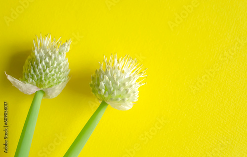 Onion inflorescences on a yellow background. On the yellow one there are two buds with allium seeds. photo