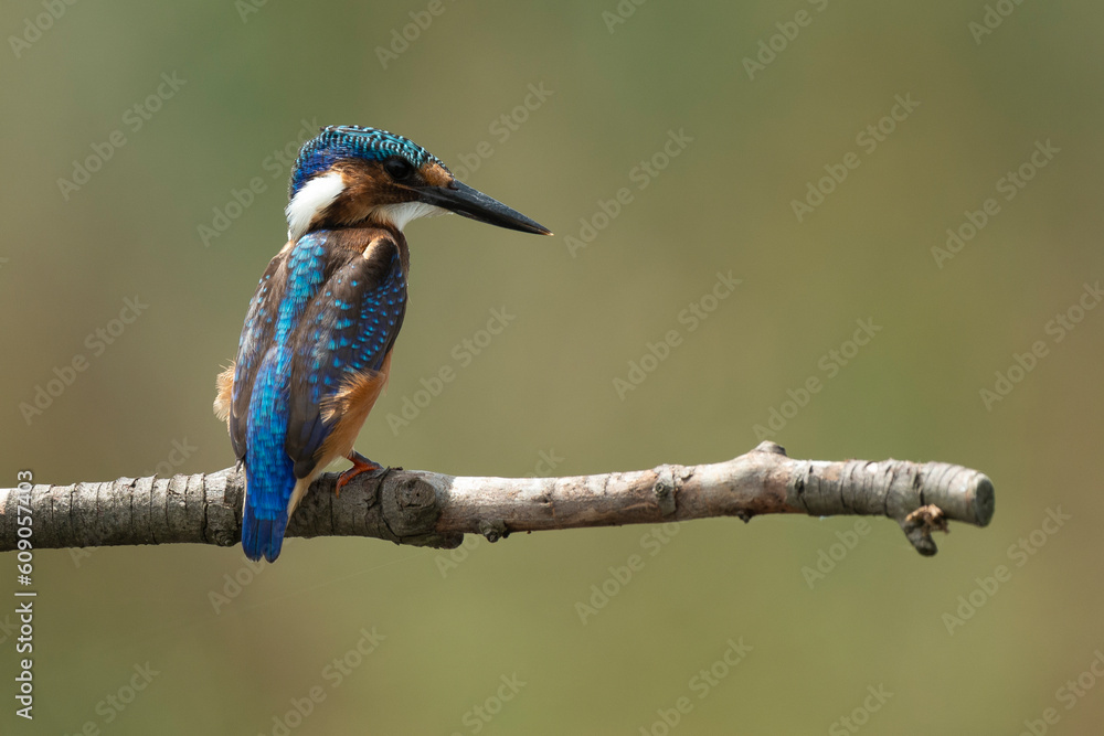 custom made wallpaper toronto digitalMartin pêcheur huppé,.Corythornis cristatus, Malachite Kingfisher