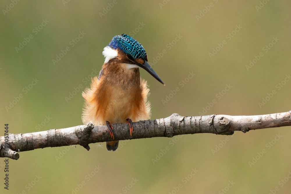 Fototapeta premium Martin pêcheur huppé,.Corythornis cristatus, Malachite Kingfisher