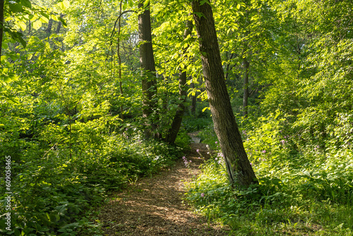 Fototapeta Naklejka Na Ścianę i Meble -  A shady trail in a park in the morning.
