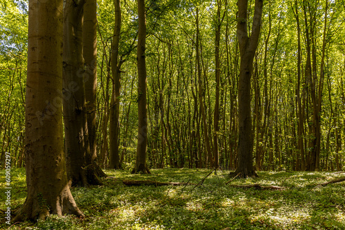 Laubwald mit großen alten Bäumen auf Rügen © FGWDesign