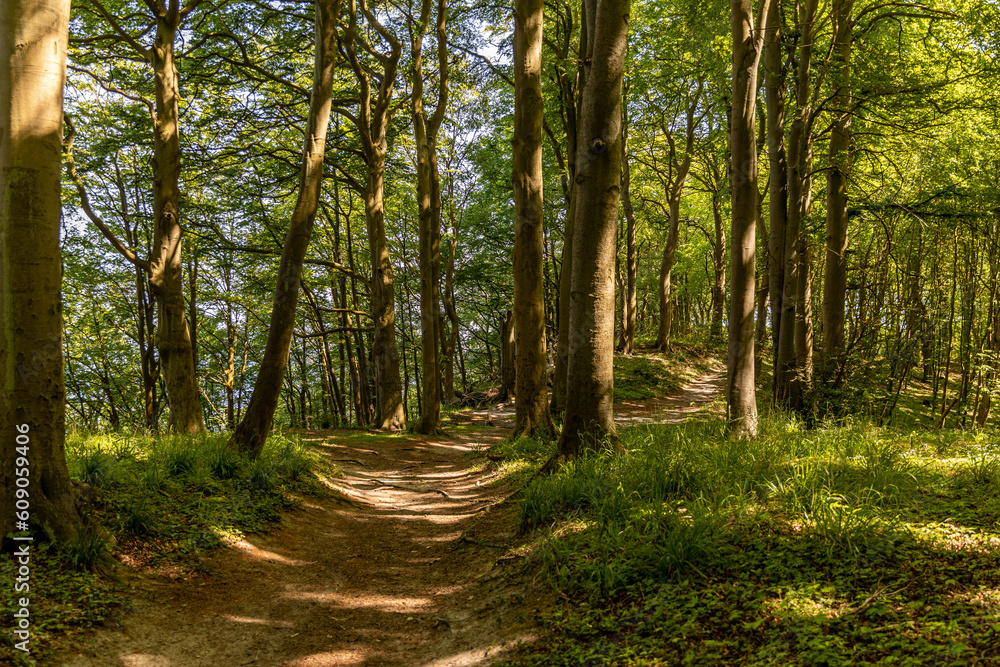 Wanderweg Waldweg durch einen Laubwald mit großen alten Bäumen auf Rügen