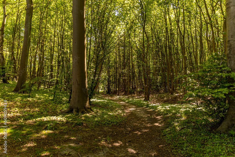 Obraz premium Wanderweg Waldweg durch einen Laubwald mit großen alten Bäumen auf Rügen