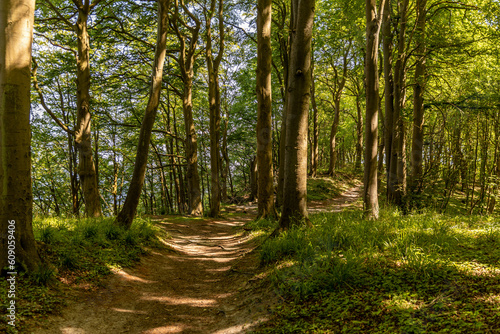 Wanderweg Waldweg durch einen Laubwald mit großen alten Bäumen auf Rügen