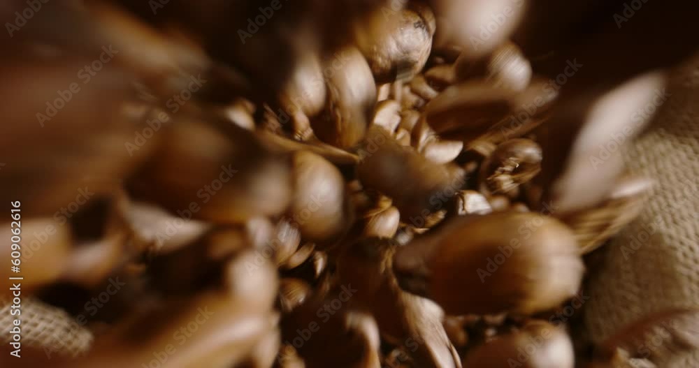 Fresh roasted coffee beans falls, pour into jute bag. Concept of storage Fresh roasted coffee beans falls, pour into jute bag. Concept of storage