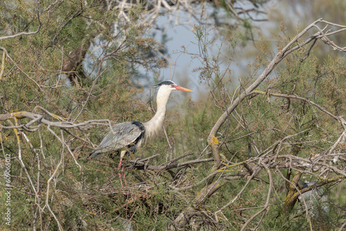 Grey heron (Ardea cinerea) in a nesting colony.
