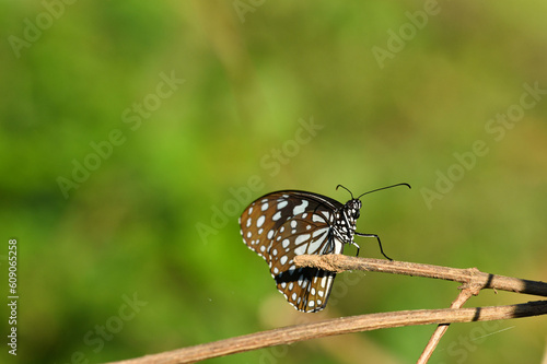 A closeup of a butterfly,blue tiger, and tirumala limniace photo