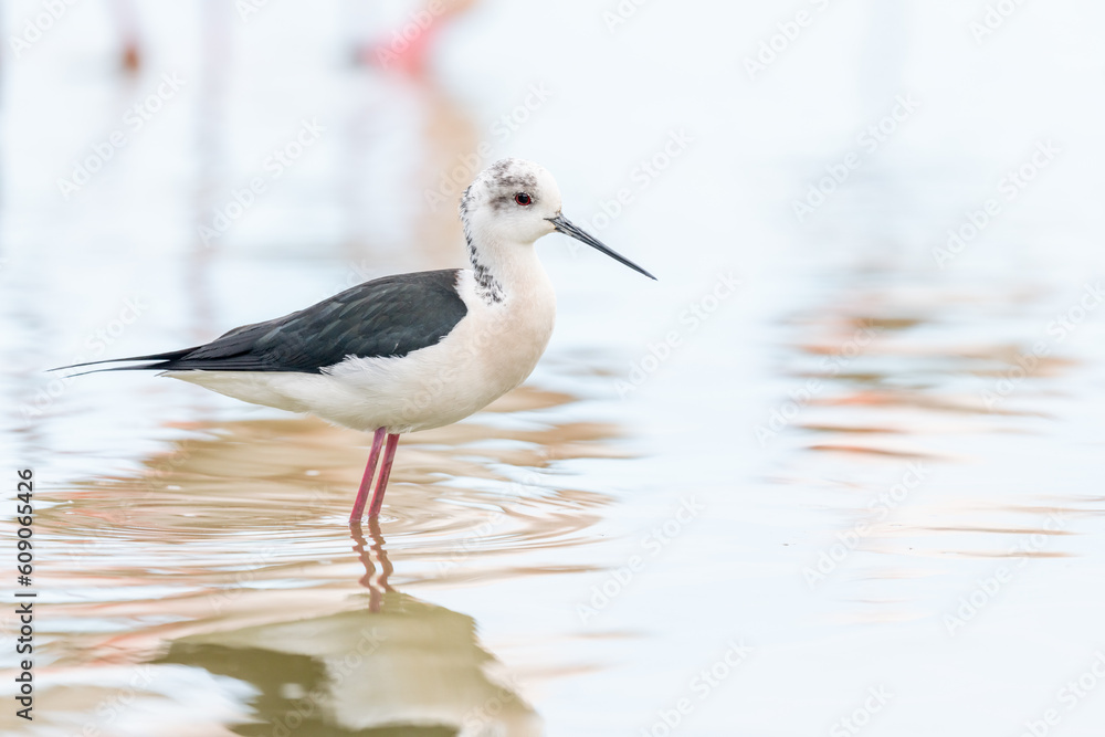 Obraz premium Black-winged stilt (Himantopus himantopus) feeding in a marsh.