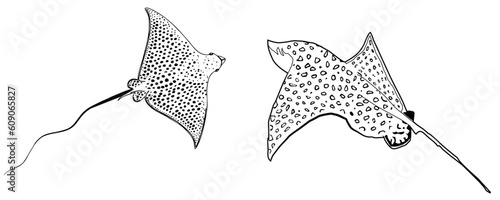 Manta ray illustration, drawing, line art, vector.	