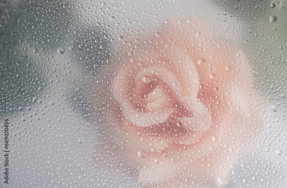 Pink rose flowers arrangement behind a white matte glass blurry with water drops,soft focus,DOF- depth of field