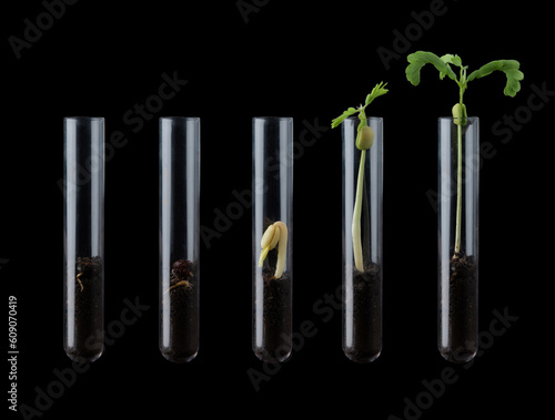 Different plants grow in test tubes with the ground,Natural pharmaceutical research,Biotechnology