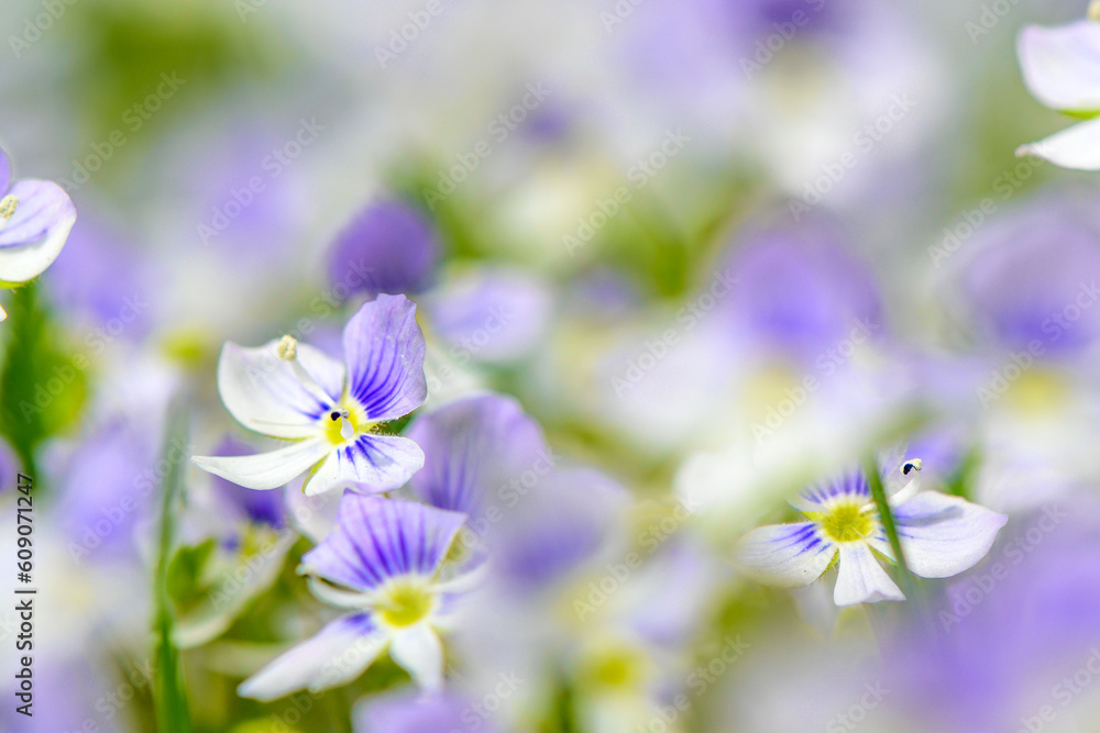 Fototapeta premium spring purple - white wild flowers with a blurred background on the lawn 17