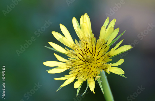 salsify flower in the morning dew close-up. photo