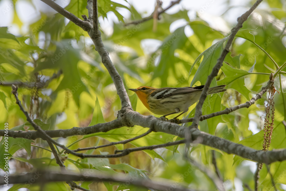 Obraz premium A Blackburnian Warbler on a tree branch.