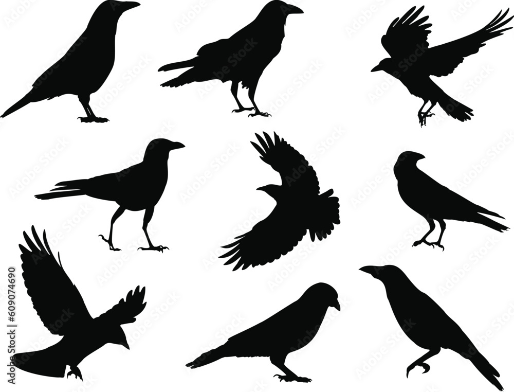 Obraz premium Set of Crows Silhouette