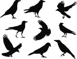 Set of Crows Silhouette