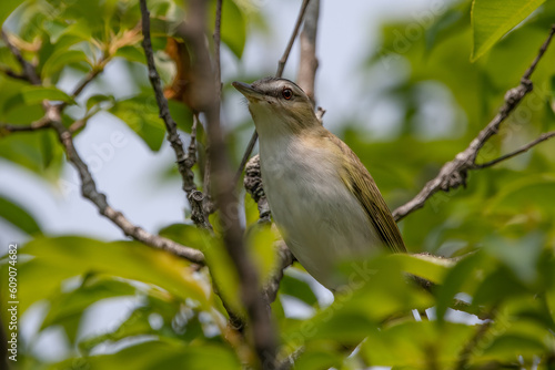 Red-eyed vireo close-up in tree.