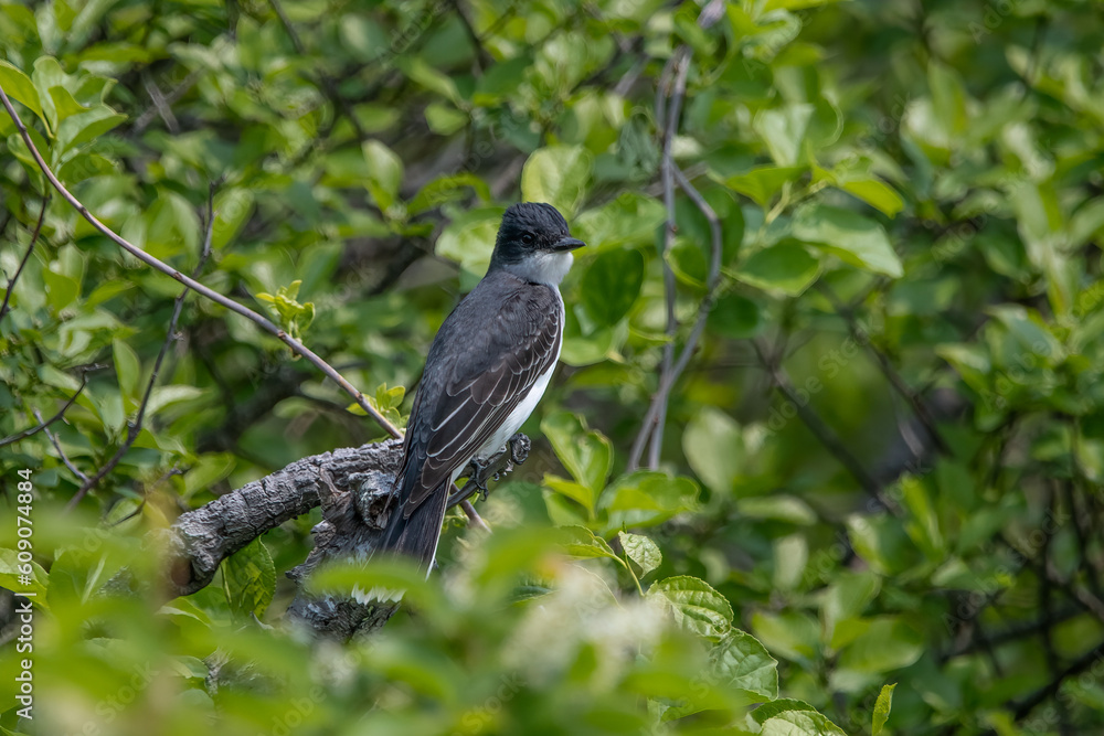 Eastern Kingbird perching on branch. Eastern Kingbird perching on branch.