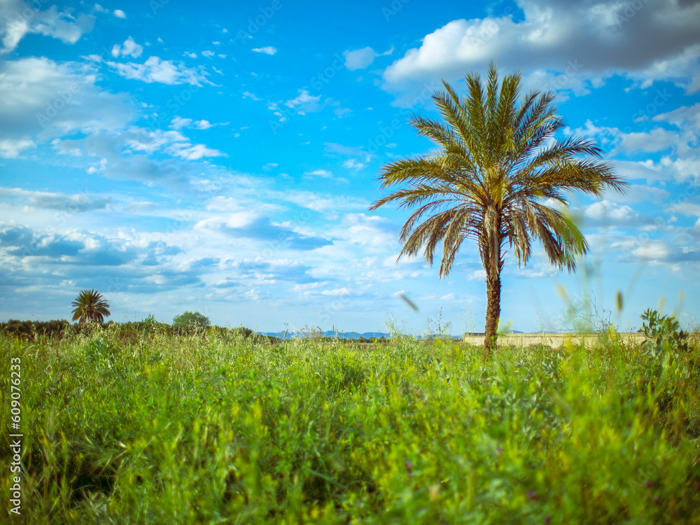 Palm in a blue sky Palm in a blue sky