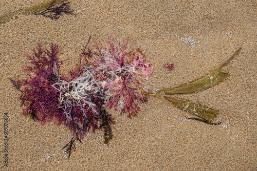 Red algae (Gelidium sesquipedale ) on the beach photo