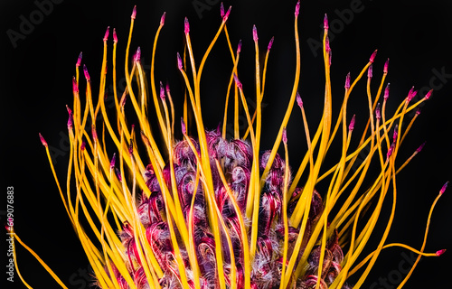 Pincushion Protea Yellow Side