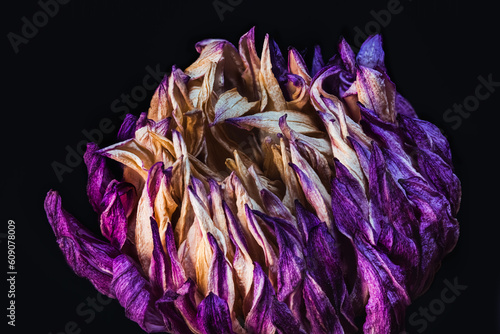 Dried Purple Single Dahlia