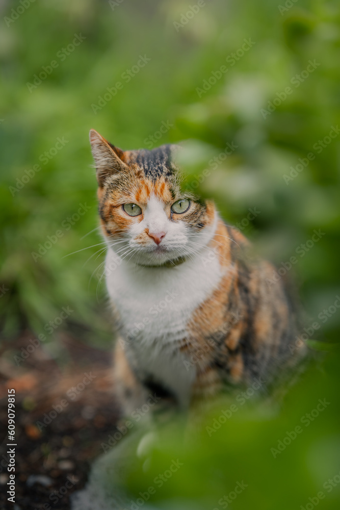 wild brown tabby cat with green eyes in the garden looks at the camera. vertical composition	
