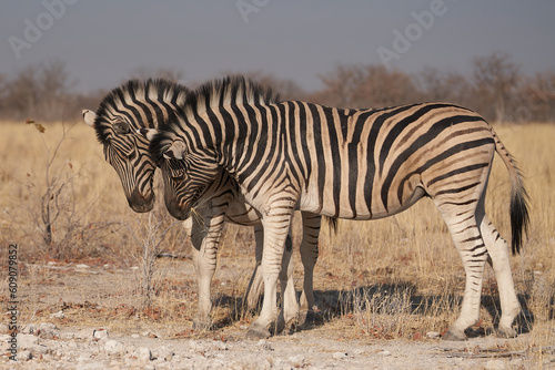 Burchell s Zebra  Equus burchellii  interacting in Etosha National Park  Namibia