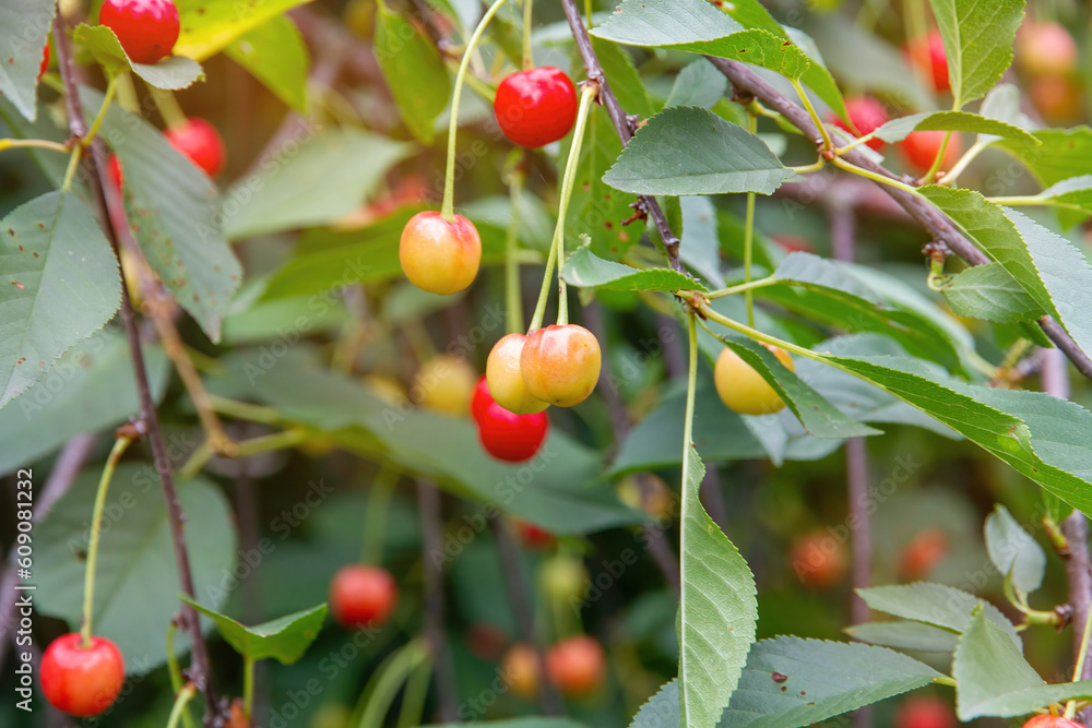Cherry berries are red ripe and yellow green on a tree in summer on a sunny day.