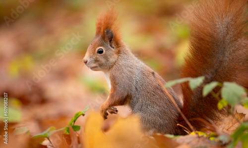 Beautiful squirrel sitting in the leaves and holding a nut. photo