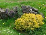 Stone wall and yellow shrubbery