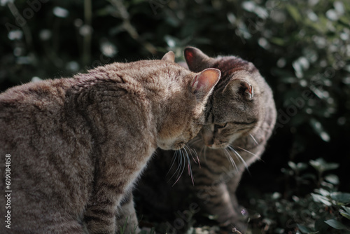 Two colony cats having effusions in an outdoor rural scene photo