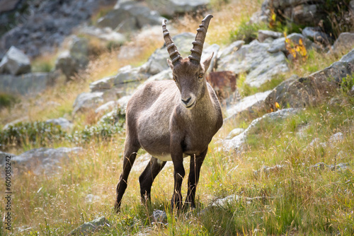 Portrait of an Ibex