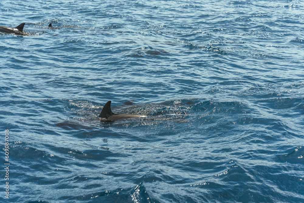 Naklejka premium Viagem em família, natureza, golfinhos e mar na ilha de Fernando de Noronha, Brasil