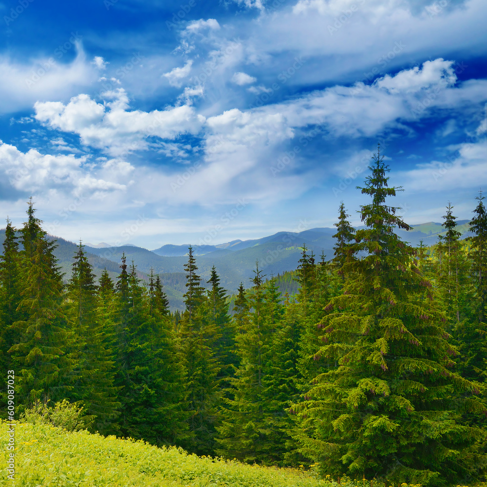 Beautiful pine trees on background high mountains. Beautiful pine trees on background high mountains.