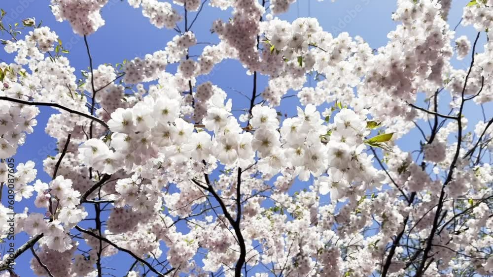 blooming sakura, cherry, apple tree on a sunny spring day blooming sakura, cherry, apple tree on a sunny spring day