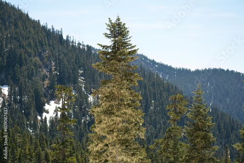 Trees in the mountains