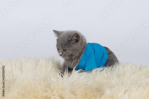 Piękne zdjęcie w studio malutkiego kota brytyjskiego krótkowłosego który bawi się na mięciutkiej skórce z długim i mięciutkim włosem