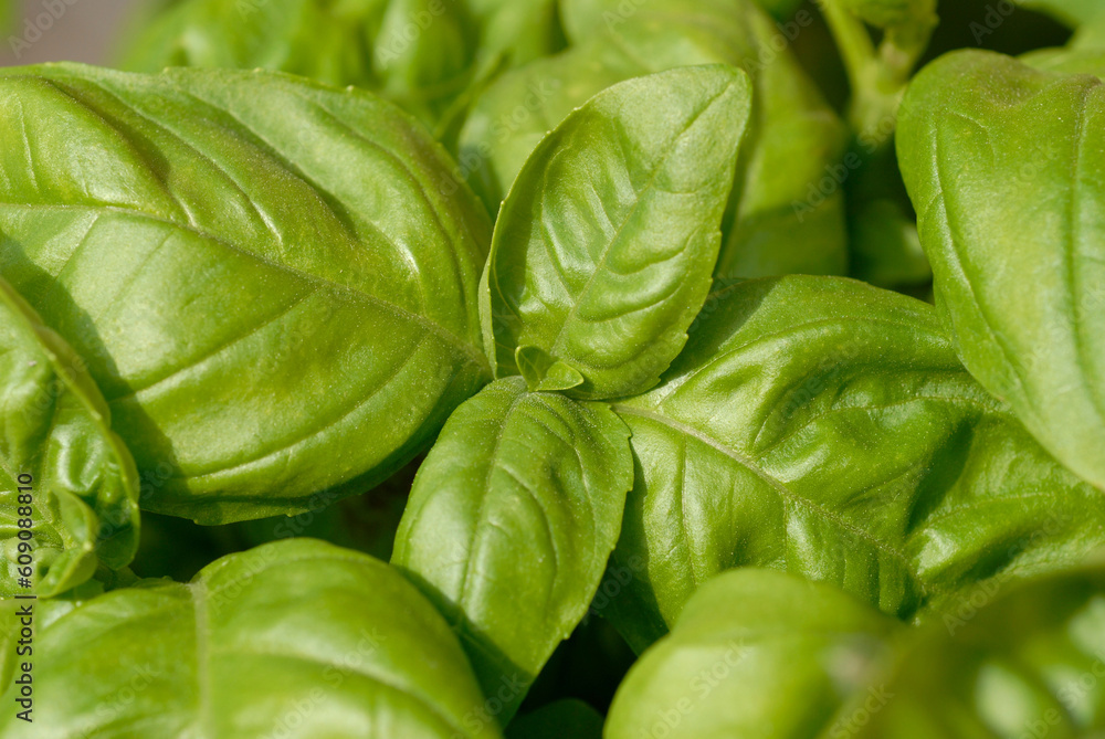 Succulent leaves on a plant of basil, a frequently used herb in mediterranean cuisine. Succulent leaves on a plant of basil, a frequently used herb in mediterranean cuisine.
