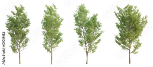 Set of ulmus trees with isolated on transparent background. PNG file  3D rendering illustration  Clip art and cut out 