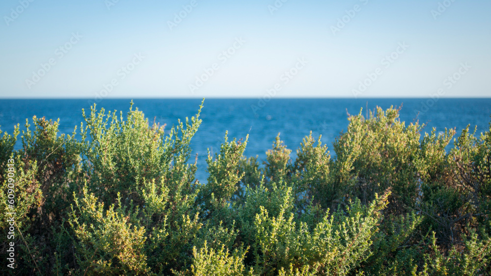 Arbusto silvestre en horizonte marino