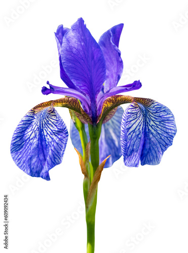 iris flower head isolated over transparent background