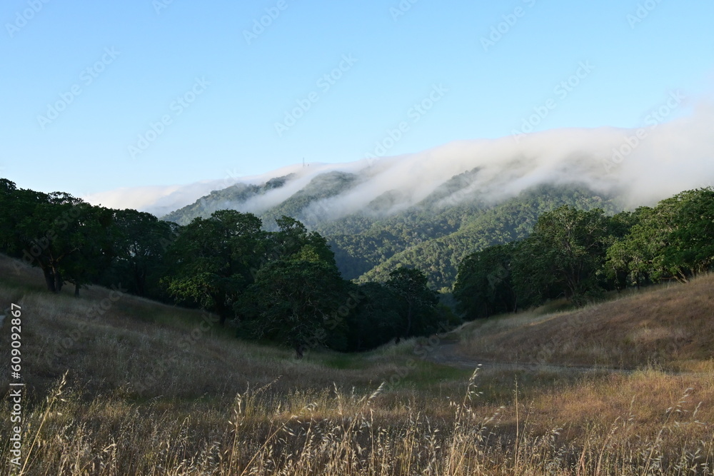 Fototapeta premium landscape with fog